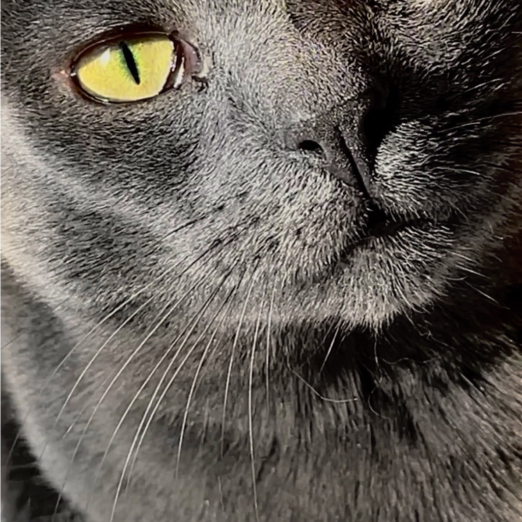Boo